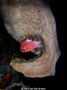 ear fish by Marc Van Den Broeck 